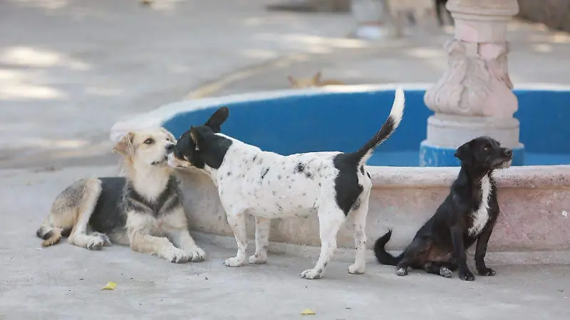 Perritos rescatados en el Centro de Atención Animal en la ciudad de Durango